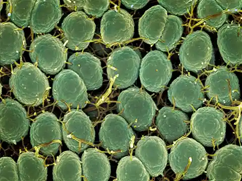 Imagen representativa de microbiota intestinal saludable, con alimentos que mejoran la digestión y fortalecen la salud intestinal de forma natural.