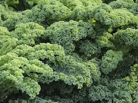 Crucíferas como el brócoli, coliflor o repollo: aliadas clave para corregir la disbiosis intestinal a través de la alimentación.